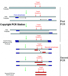 انواع  PCR