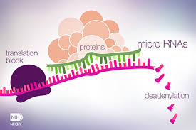 microRNAها در هموستاز و ترومبوز