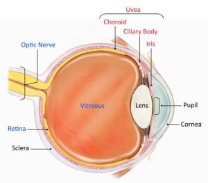 عفونت قارچی چشم