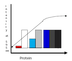 روش برادفورد در سنجش پروتئین
