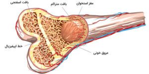 رهنمودهای ICSH برای استانداردسازی نمونه‌ها و گزارش‌های مغز استخوان(1)