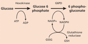 گلوکز-6- فسفات دهیدروژناز