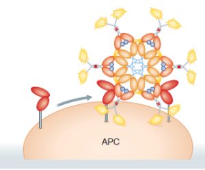 فیوژن پروتئین‌ها با پایه آنتی‌بادی