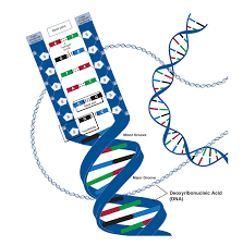 رمزینه‌گذاری DNA