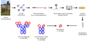 Nanobodies