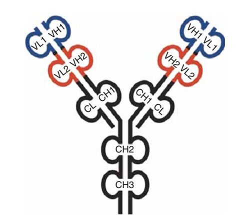 Bispecific Antibody