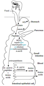 متابولیسم پروتئین‌ها و اسیدهای آمینه