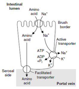 انتقال اسیدهای آمینه در سلول‌های اپی‌تلیال روده