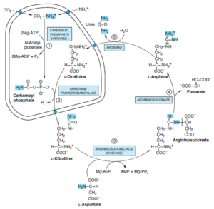 متابولیسم پروتئین‌ها و اسیدهای آمینه