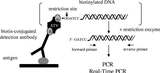 IMMUNO-PCR  فرزندی از نسل الیزا و PCR