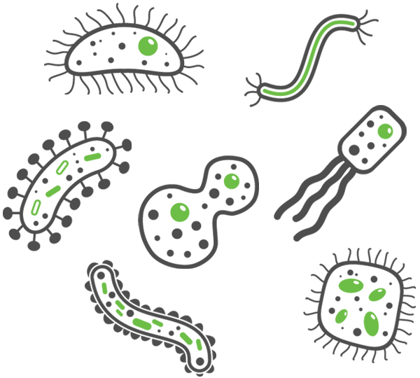 Bacterial sepsis