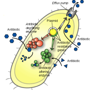 مکانیسم‌های مقاومت‌های آنتی‌بیوتیکی (بخش اول)