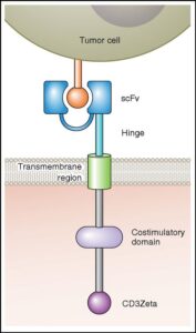  CAR T cell therapy