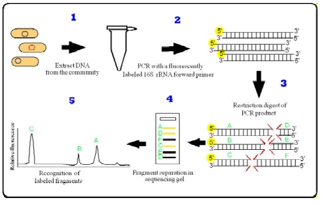 RFLP و PCR-RFLP
