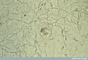 سلول‌های قارچی