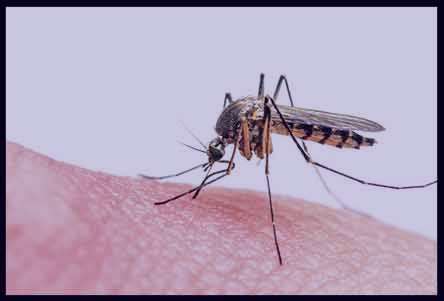 درمان مالاریا (Treatment of Malaria)