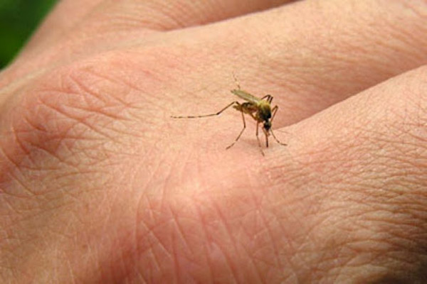 تست‌های تشخیصی سریع بیماری مالاریا