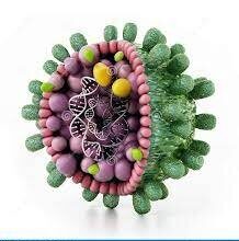 Hepatitis B virus genetic variability and evolution